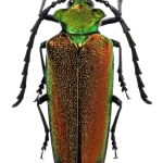 Cheloderus