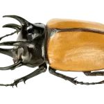 Eupatorus