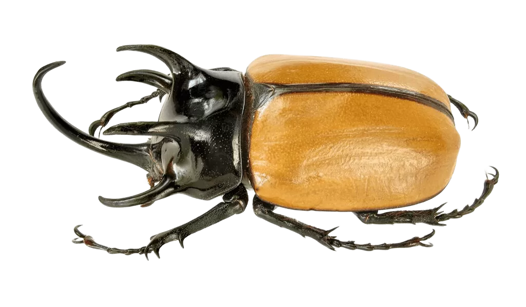 Eupatorus