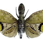 Fulgora