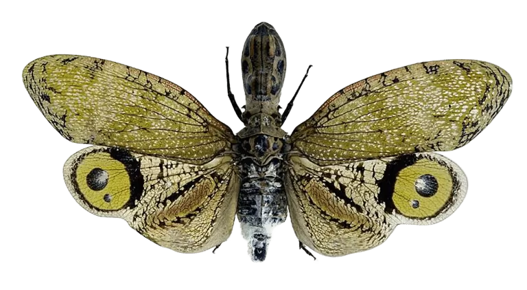 Fulgora