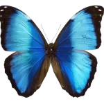 MORPHO DEIDAMIA