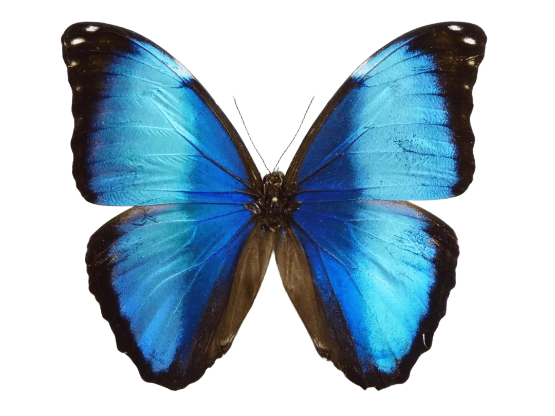 Morpho Deidamia