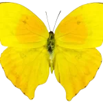 PHOEBIS