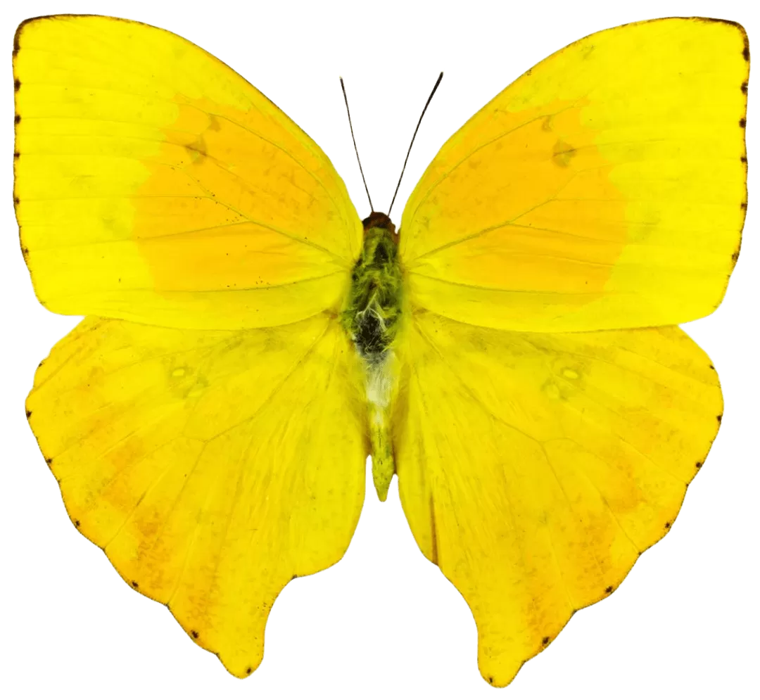 Phoebis