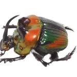 Phanaeus