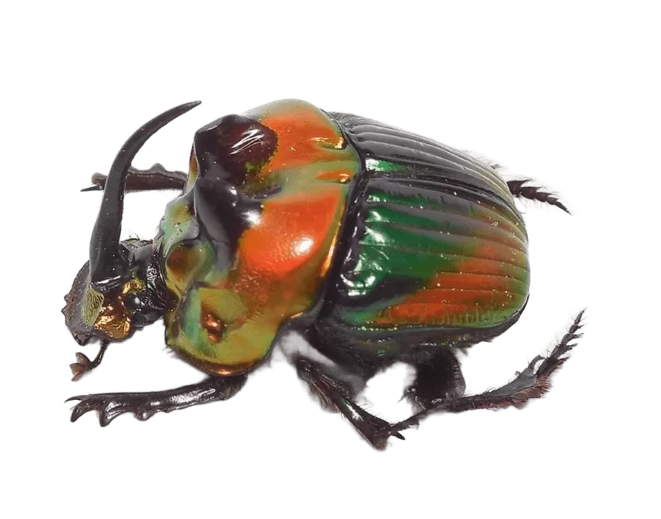Phanaeus